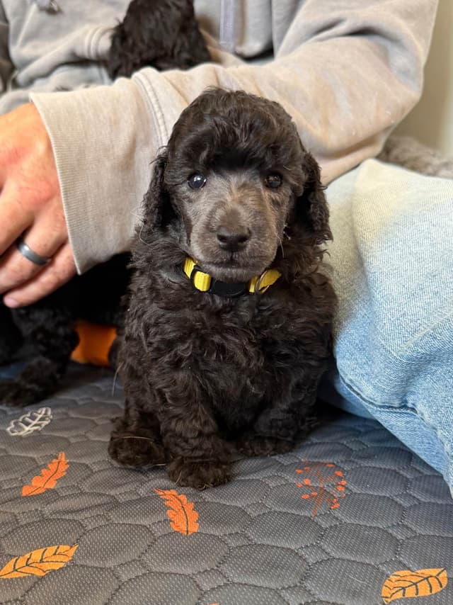 Moyen Silver European Poodle Puppies media 15