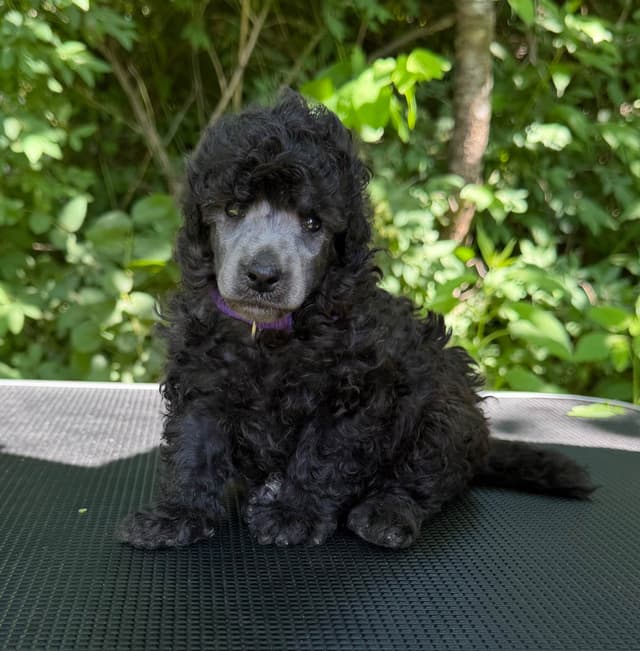Moyen Silver European Poodle Puppies media 16