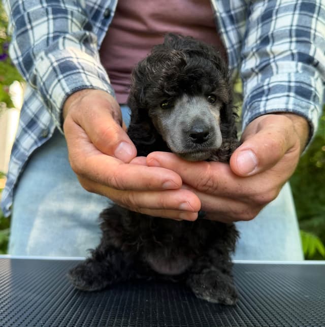 Moyen Silver European Poodle Puppies media 2