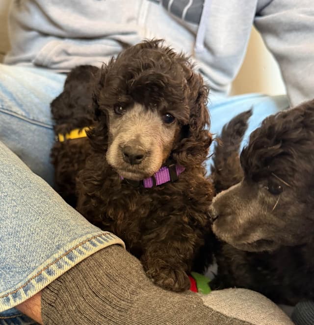Moyen Silver European Poodle Puppies media 17
