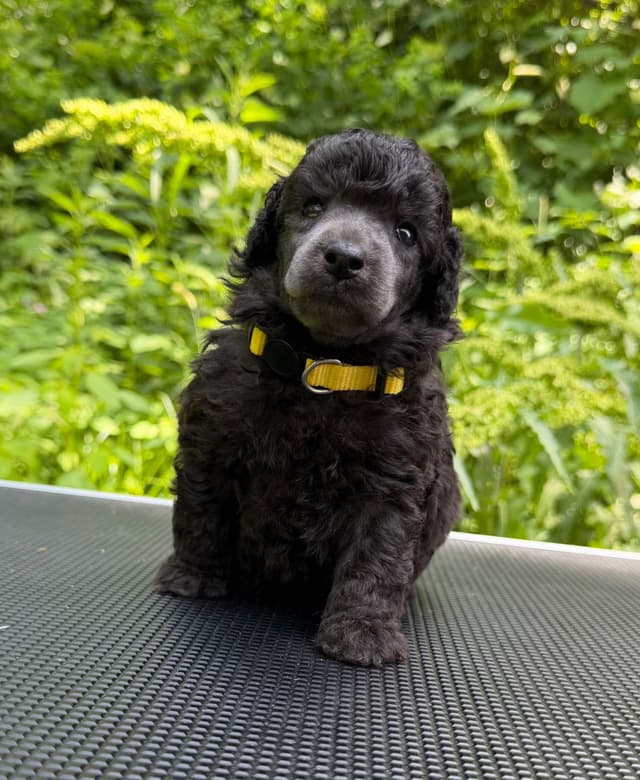 Moyen Silver European Poodle Puppies media 18