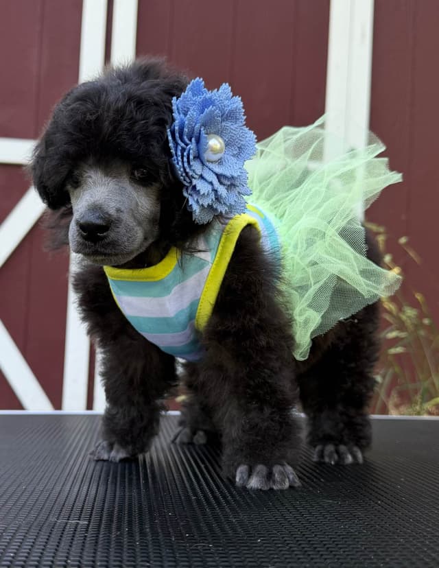 Moyen Silver European Poodle Puppies media 19