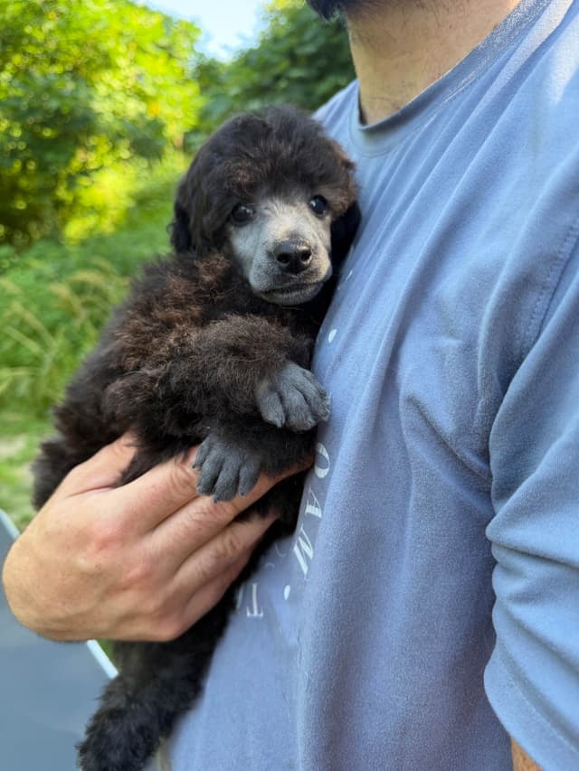 Moyen Silver European Poodle Puppies media 22