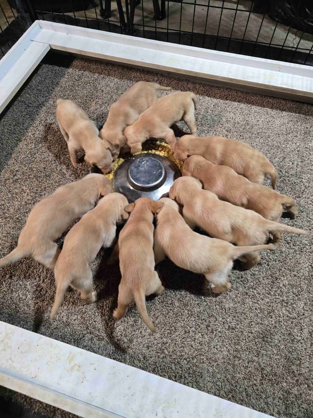Labrador Retriever Puppies media 2