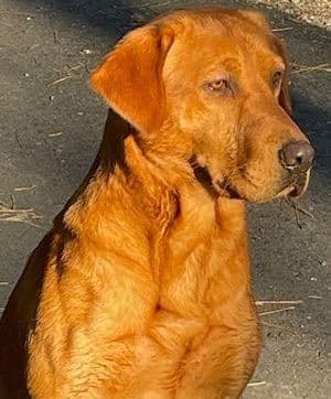 Labrador Retriever Puppies media 3