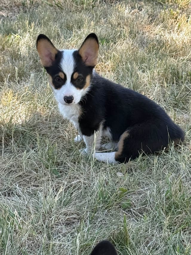 Pembroke Welsh Corgi Puppies media 2