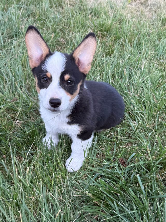 Pembroke Welsh Corgi Puppies media 5