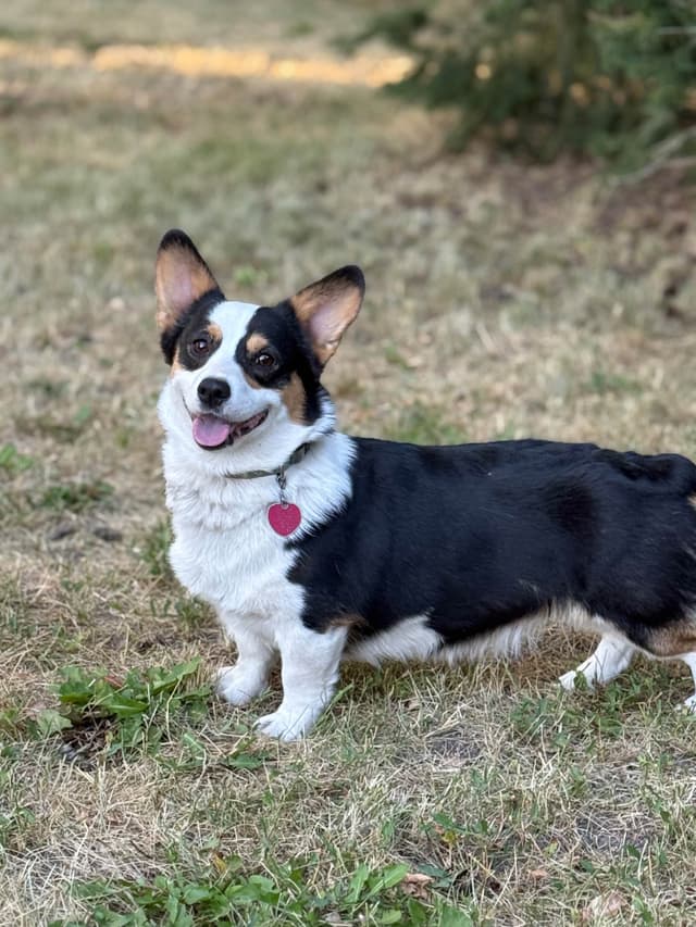 Pembroke Welsh Corgi Puppies media 9