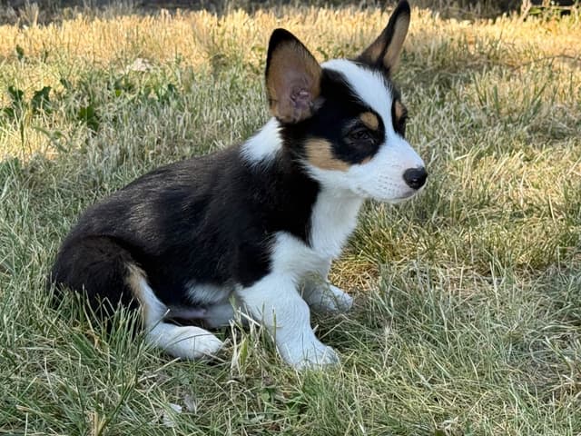 Pembroke Welsh Corgi Puppies media 4