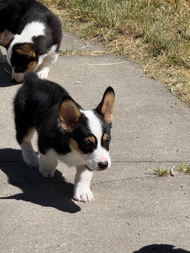 Pembroke Welsh Corgi Puppies media 3