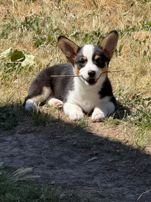 Pembroke Welsh Corgi Puppies media 6