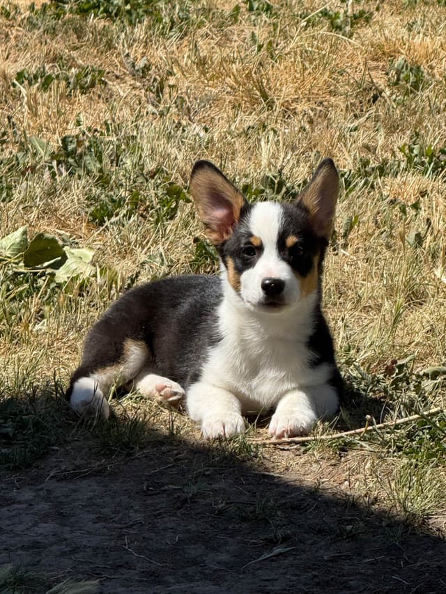 Pembroke Welsh Corgi Puppies media 7