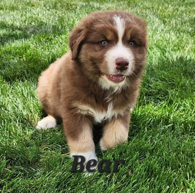 Australian Shepherd Puppies media 3