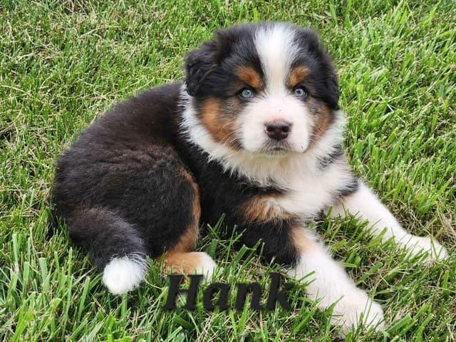 Australian Shepherd Puppies media 2