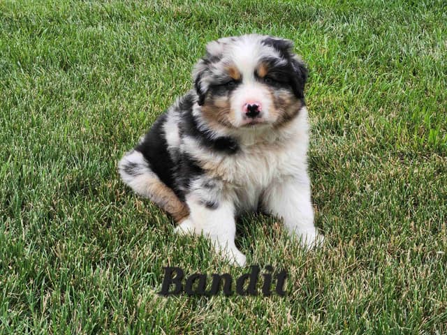 Australian Shepherd Puppies media 5