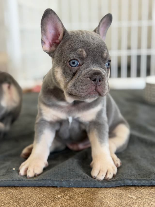 French Bulldog Puppy media 2