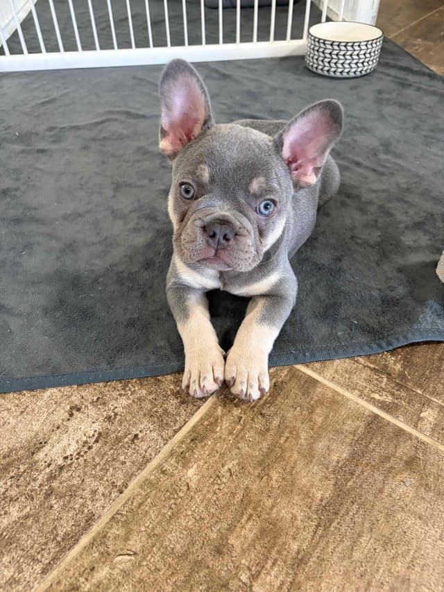 French Bulldog Puppy media 3
