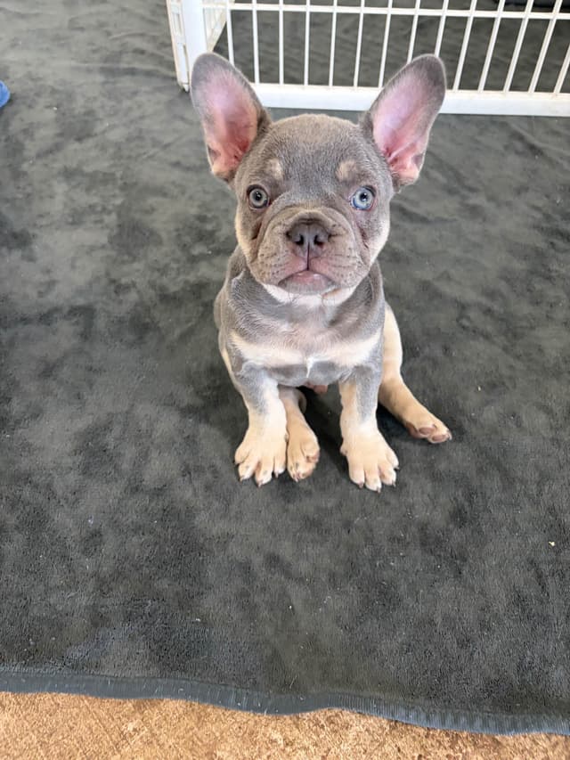 French Bulldog Puppy media 4