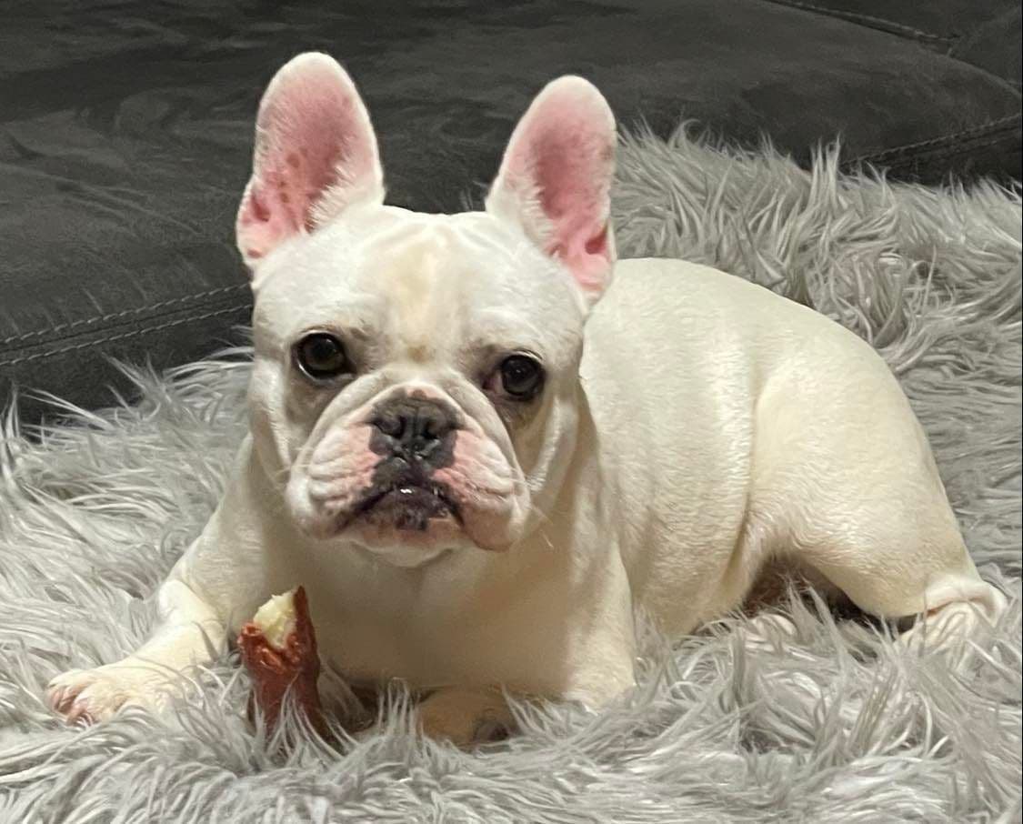French Bulldog Puppies breeder image 2