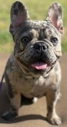 French Bulldog Puppies breeder image 3