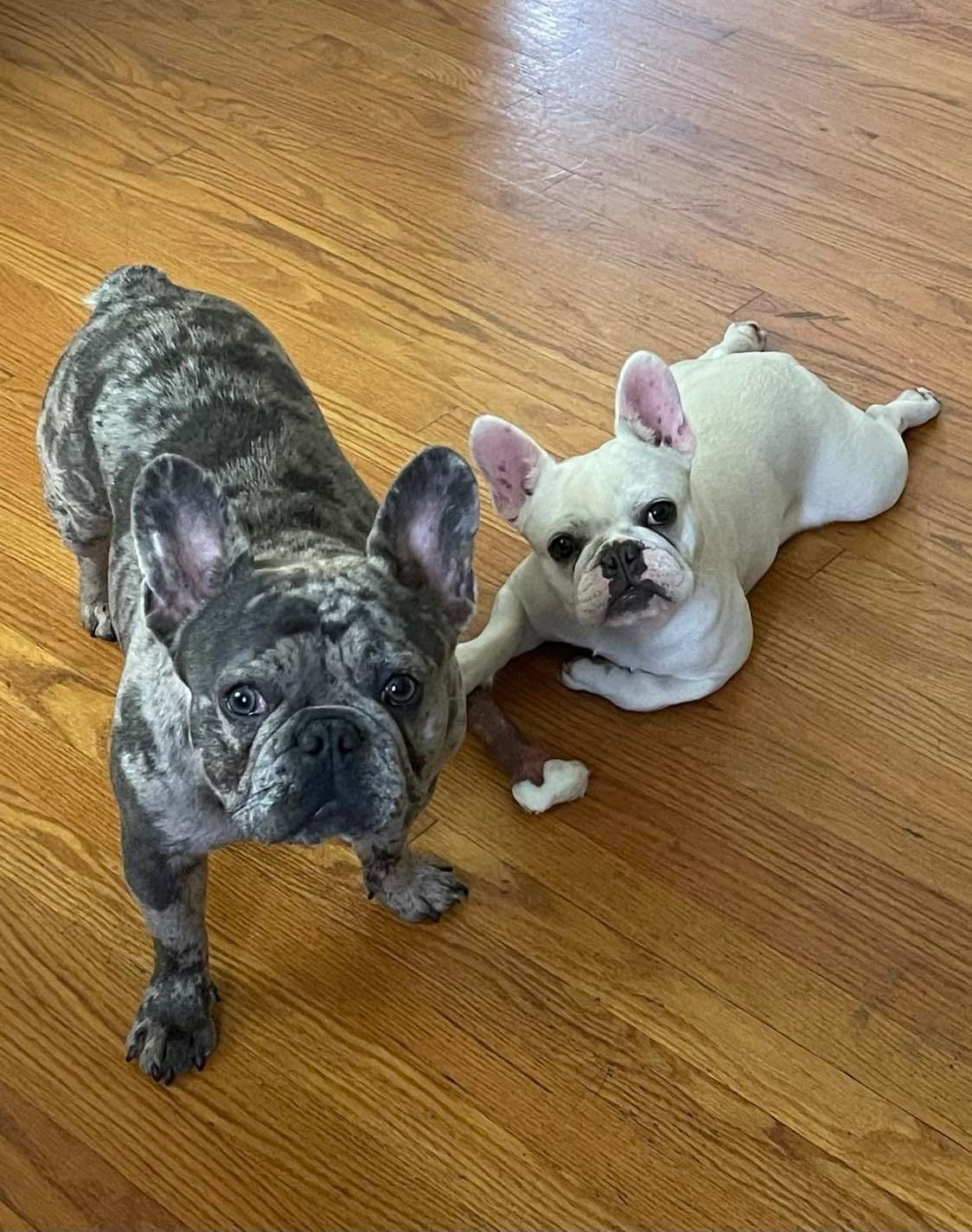 French Bulldog Puppies breeder image 1