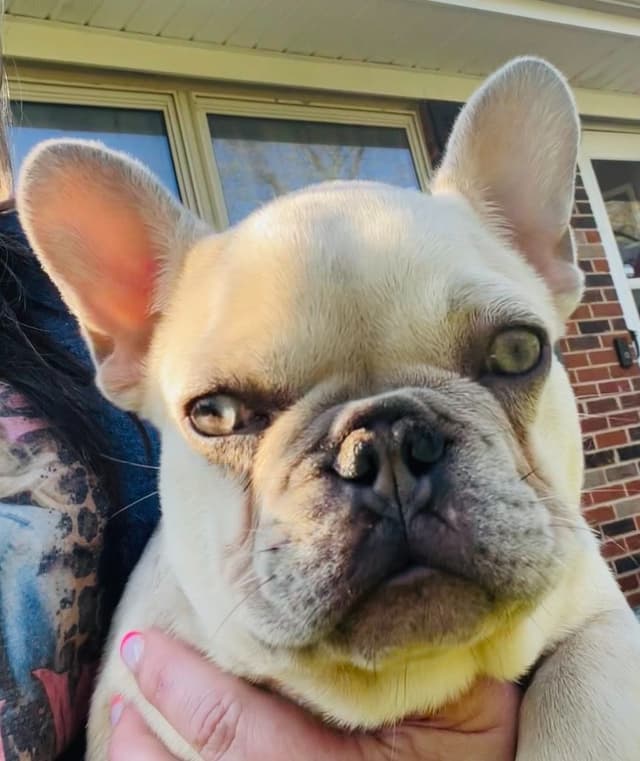 French Bulldog Puppies media 3