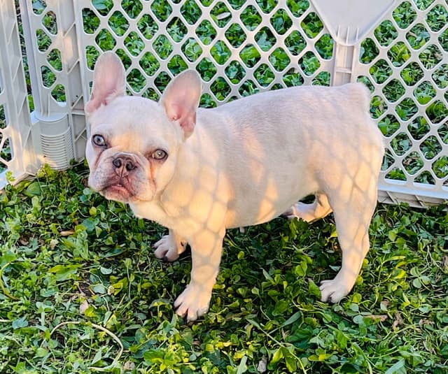 French Bulldog Puppies media 4