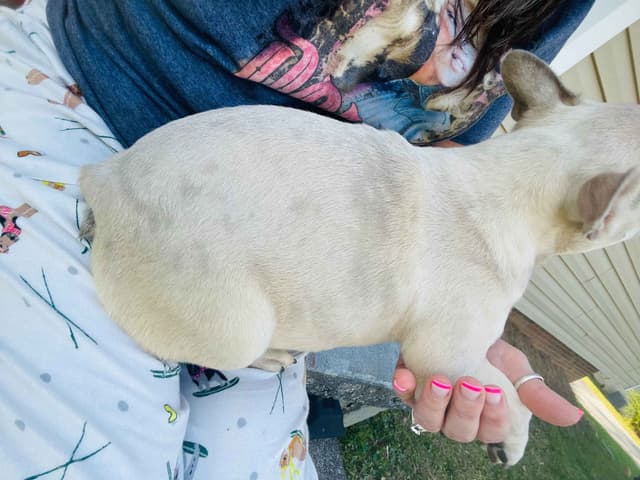 French Bulldog Puppies media 2