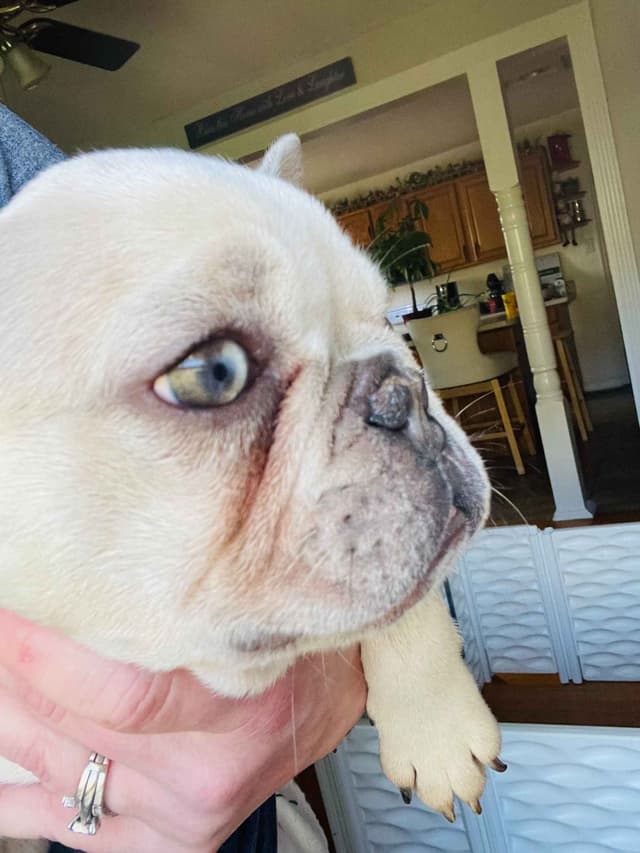 French Bulldog Puppies media 5
