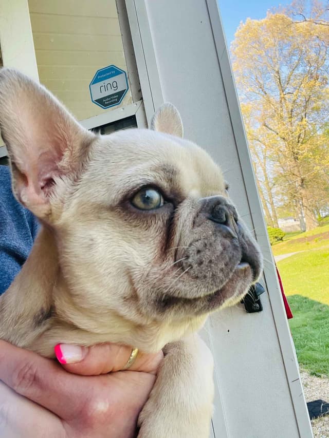 French Bulldog Puppies media 6