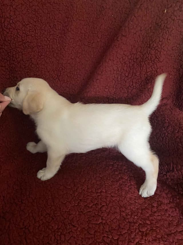 Labrador Retriever Puppy media 2