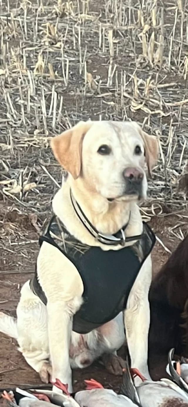 Labrador Retriever Puppy media 3