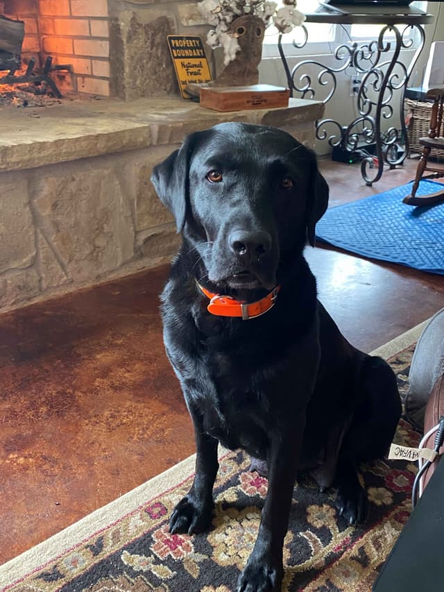 Labrador Retriever Puppy media 4