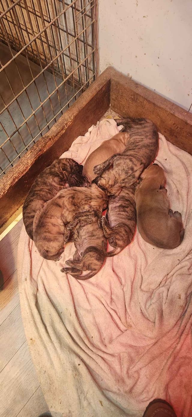 Great Dane Puppies media 4