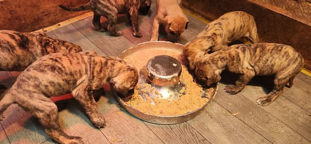 Great Dane Puppies media 5