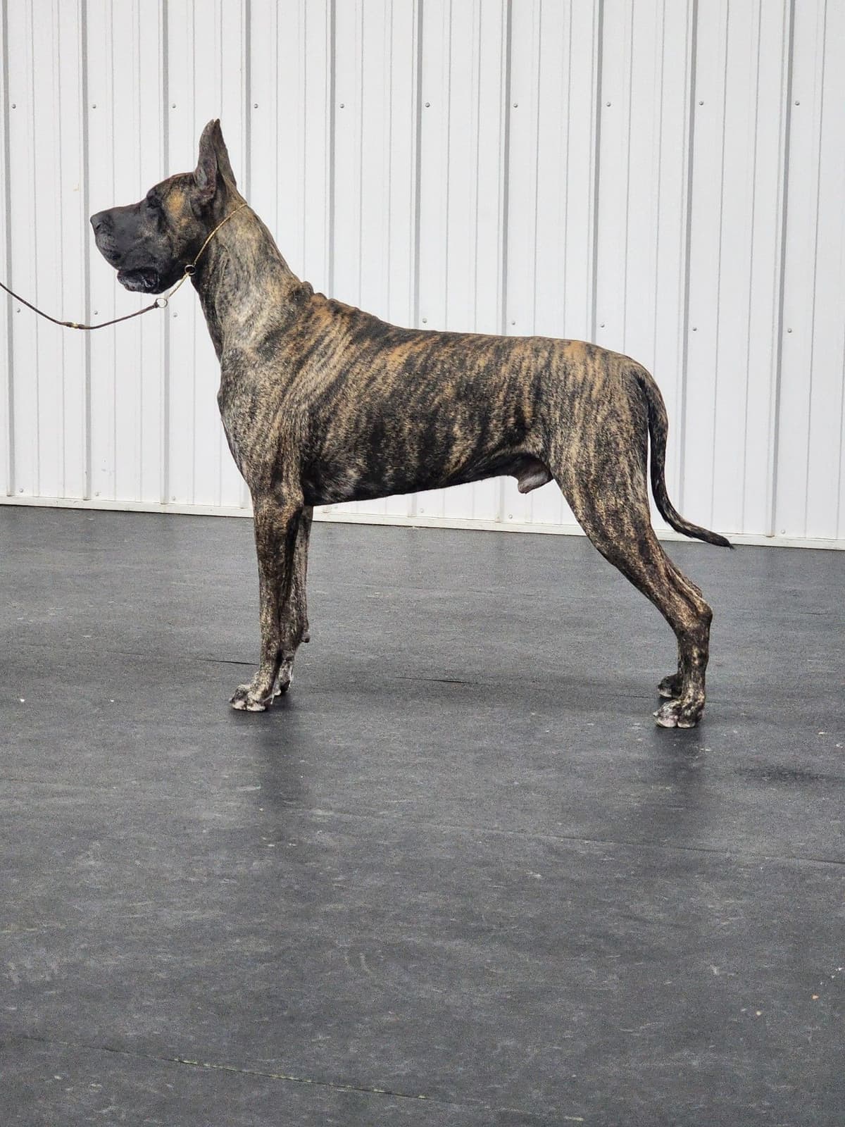 Great Dane Puppies breeder image 2
