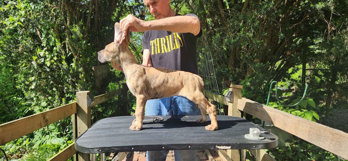 Great Dane Puppies breeder image 3