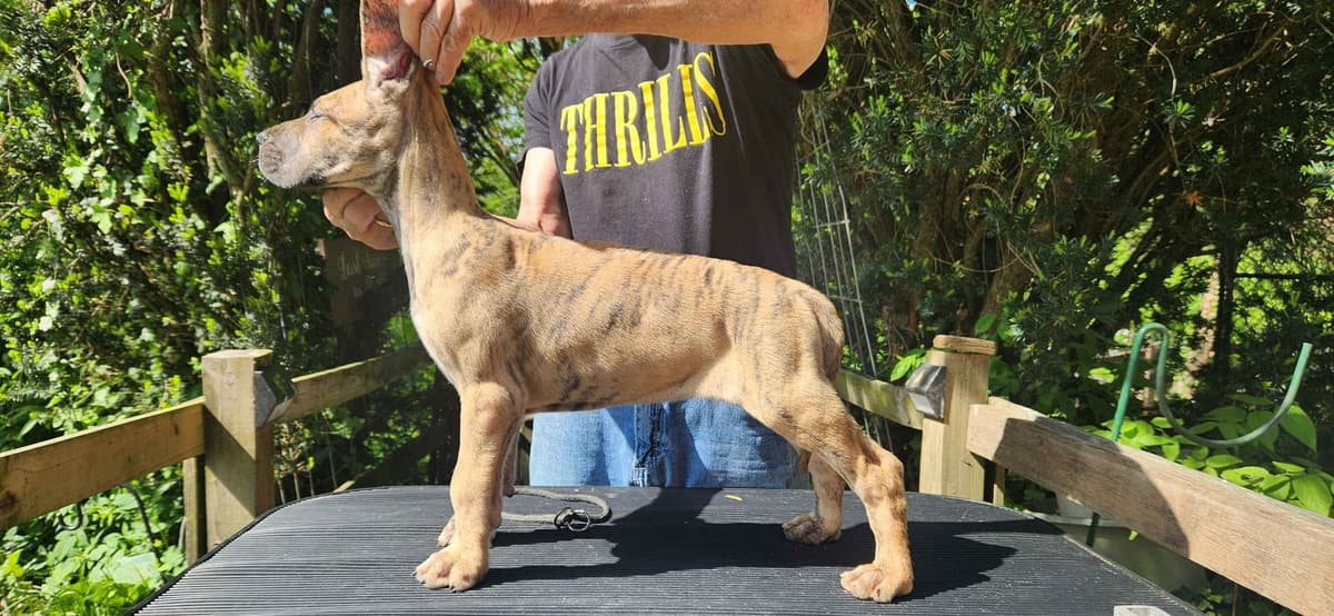 Great Dane Puppies breeder image 4