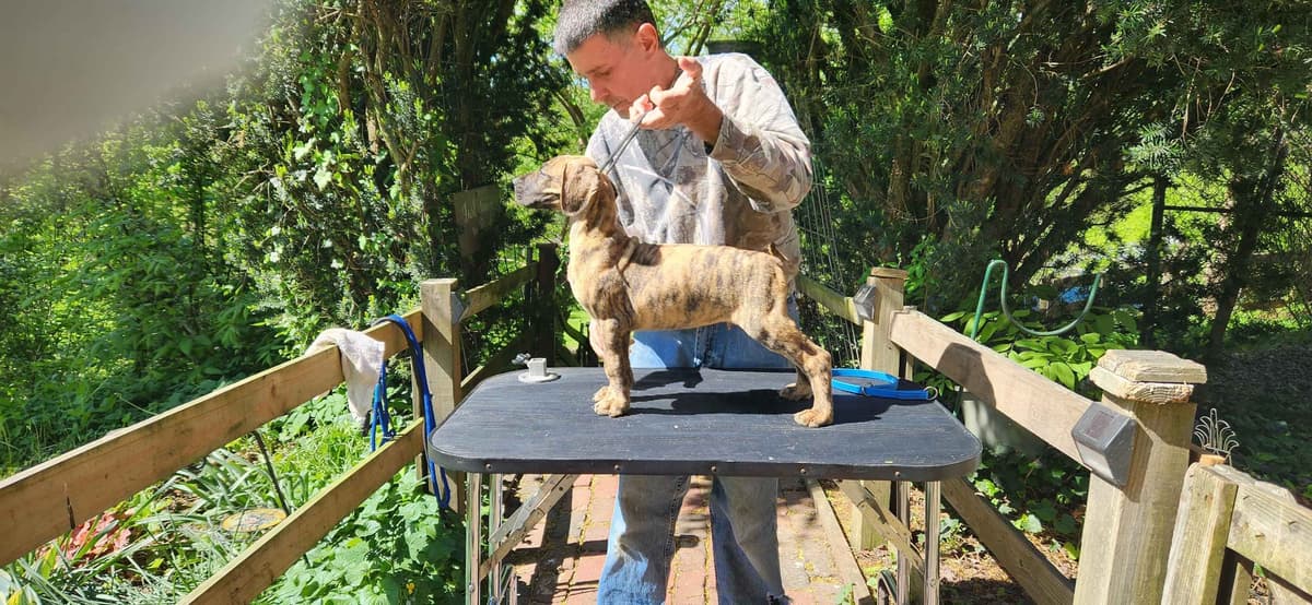 Great Dane Puppies breeder image 7