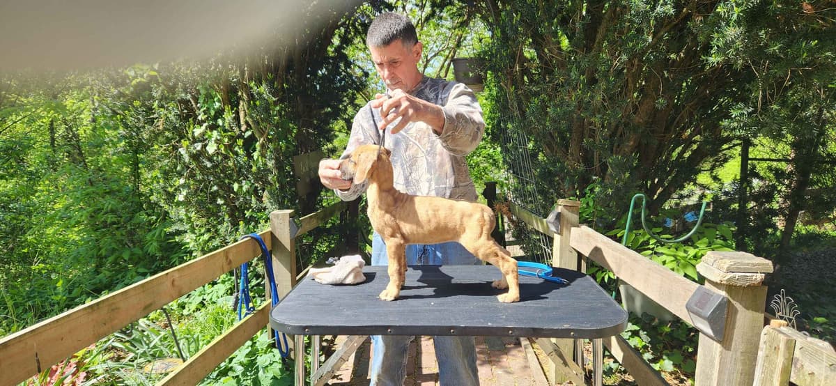 Great Dane Puppies breeder image 9