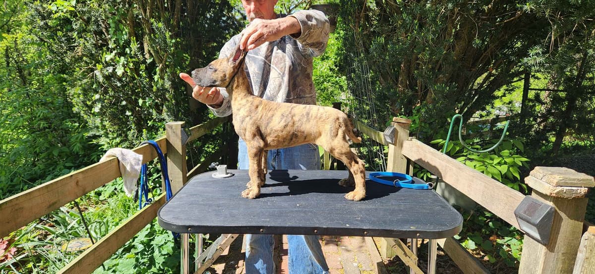 Great Dane Puppies breeder image 10