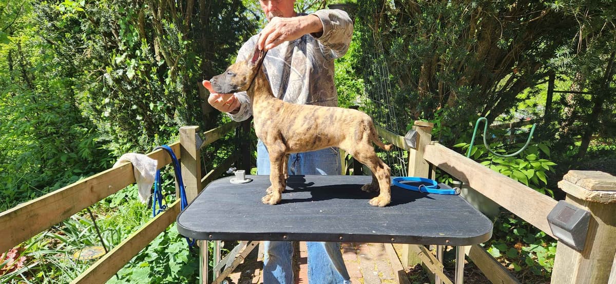 Great Dane Puppies breeder image 11