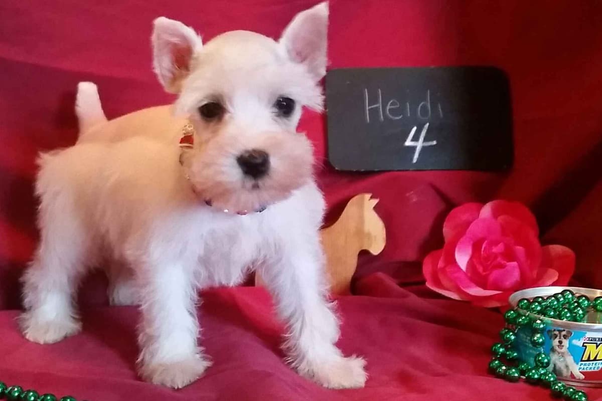 Miniature Schnauzer Puppies breeder image 1