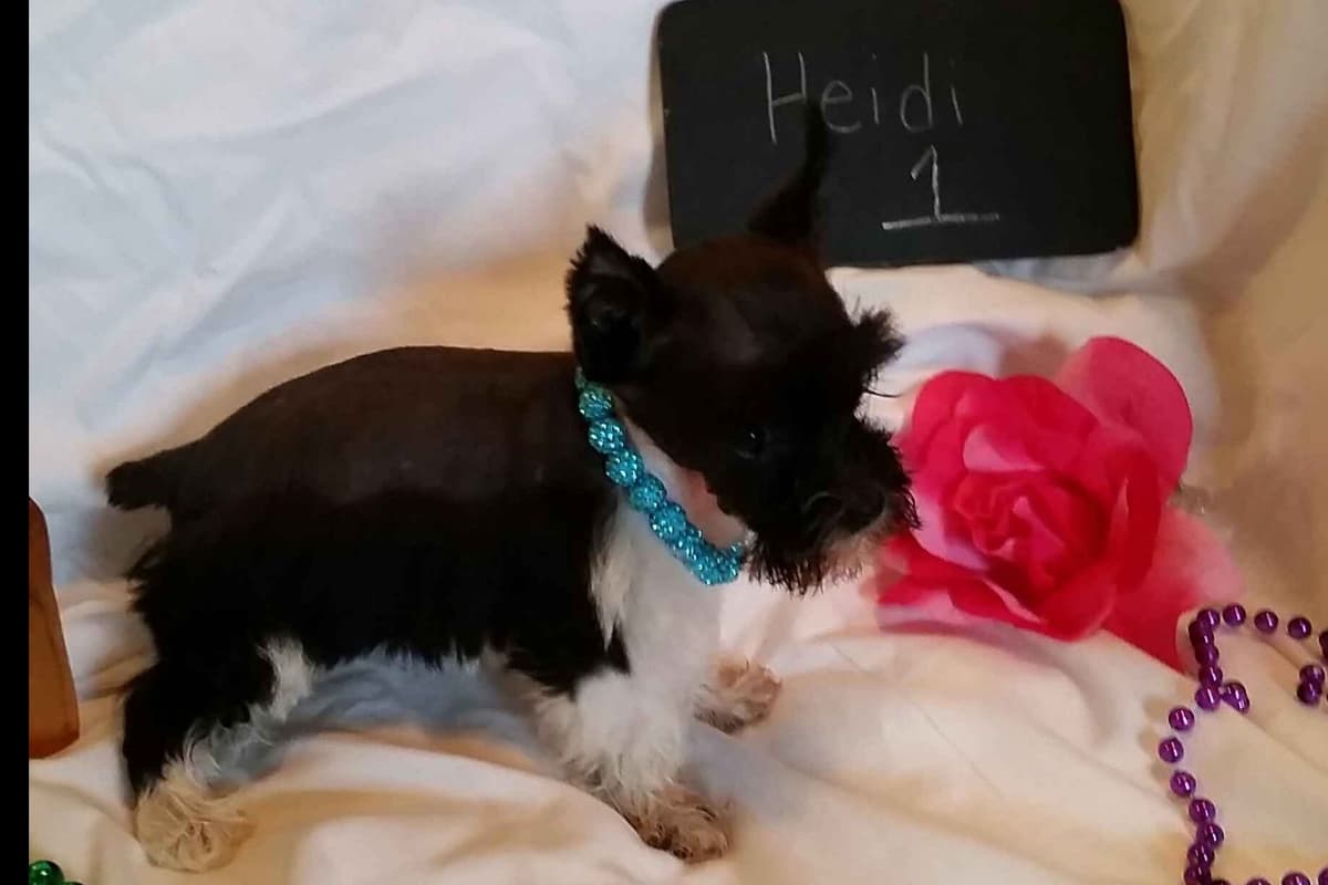 Miniature Schnauzer Puppies breeder image 2