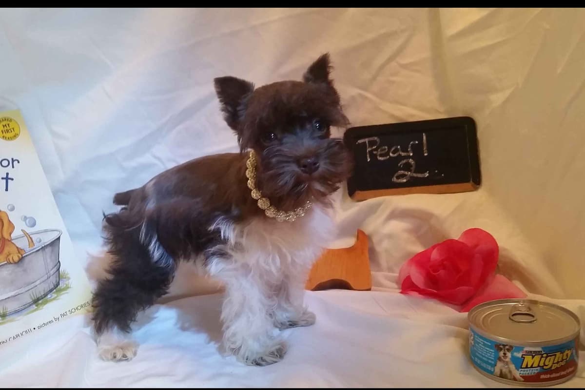 Miniature Schnauzer Puppies breeder image 3
