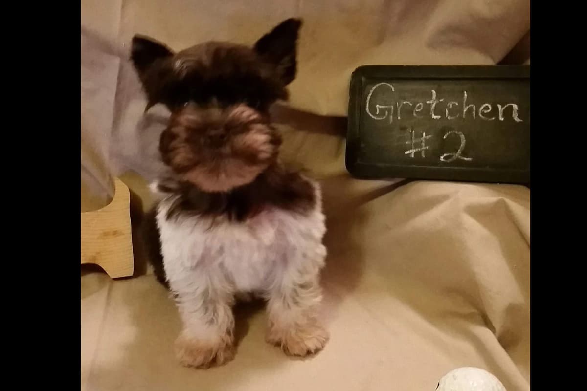 Miniature Schnauzer Puppies breeder image 4