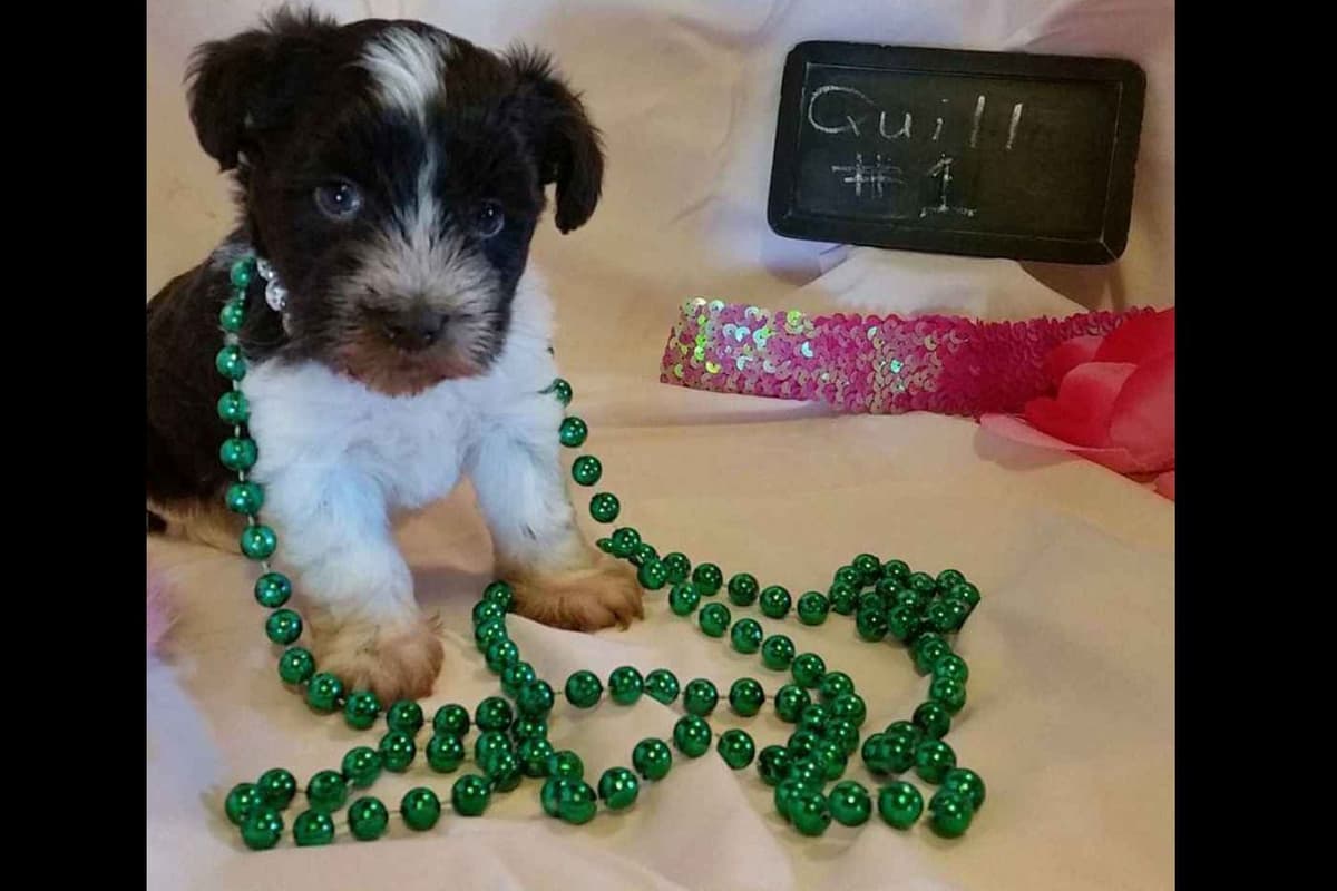 Miniature Schnauzer Puppies breeder image 6