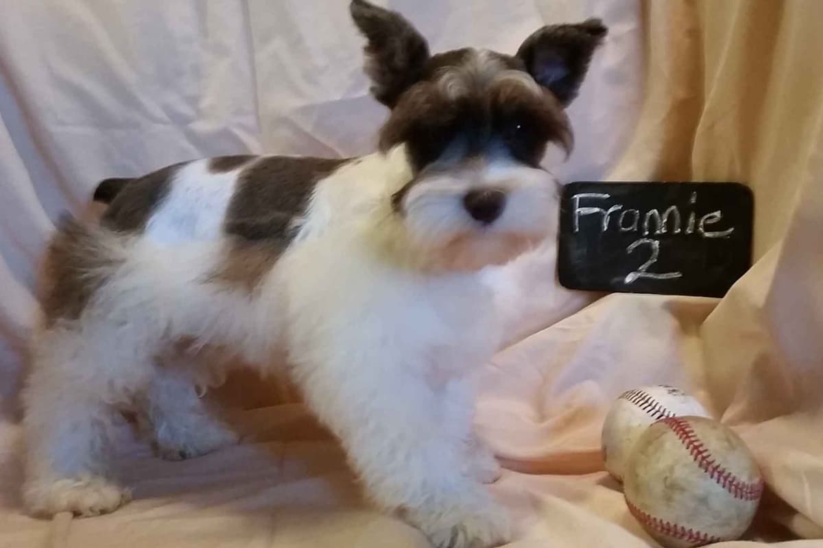 Miniature Schnauzer Puppies breeder image 7