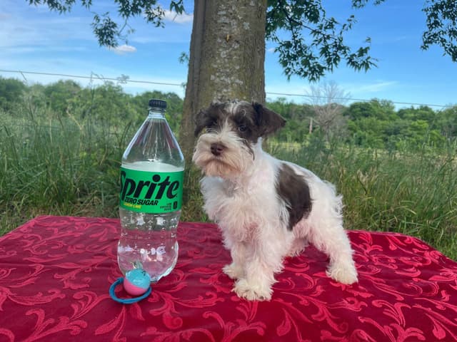 Miniature Schnauzer Puppies media 2