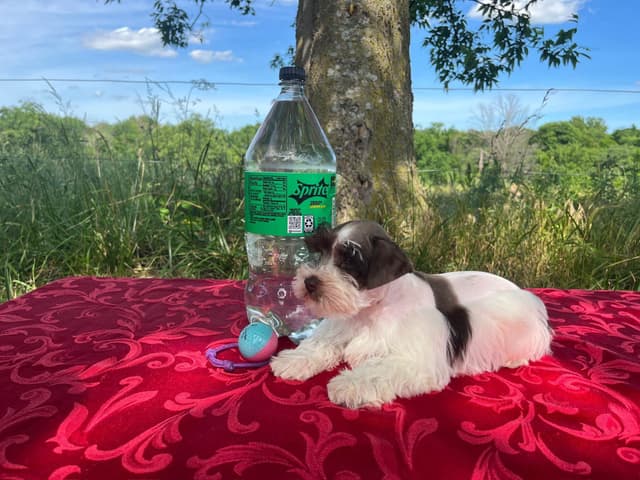 Miniature Schnauzer Puppies media 4